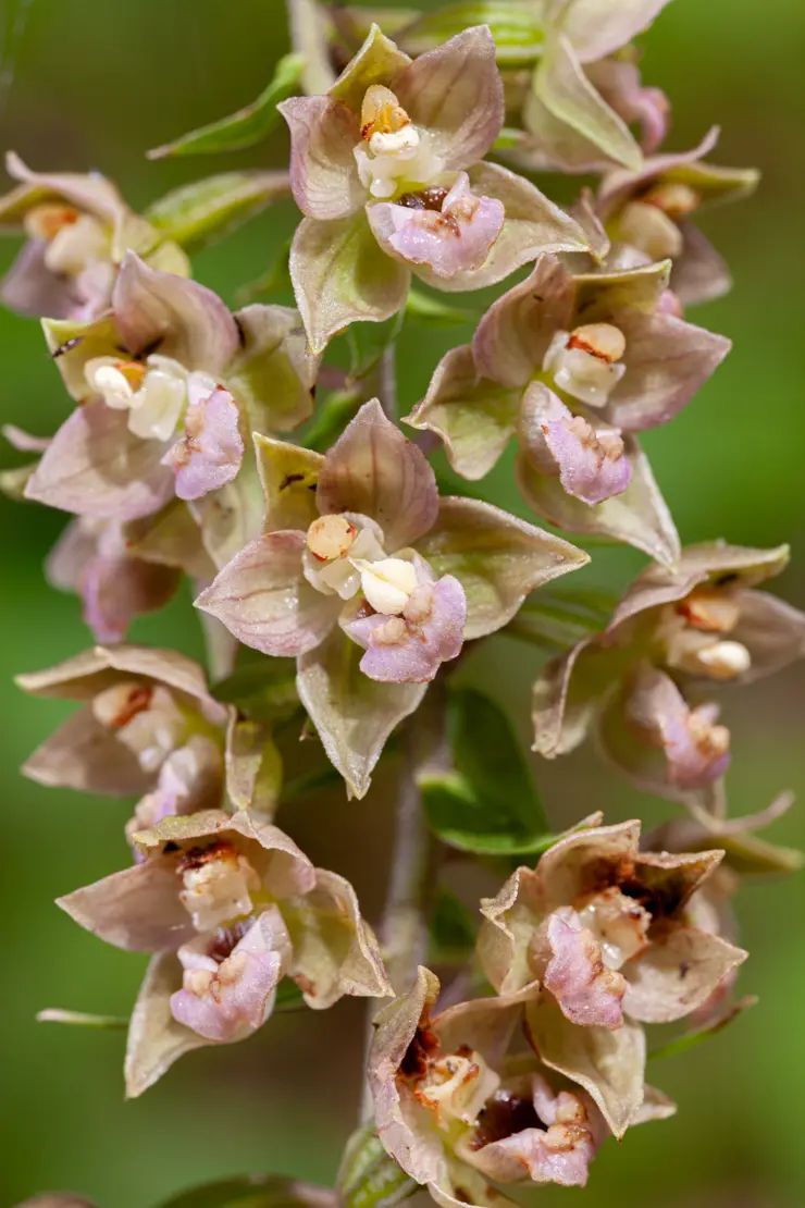 Breitblättrige Stendelwurz (Epipactis helleborine agg.) [1]